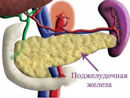 анатомия поджелудочной железы